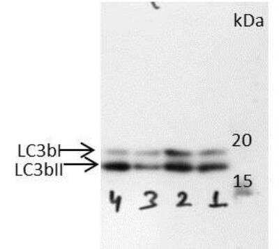 Detection of LC3B using Biotinylated Antibody in Western Blot